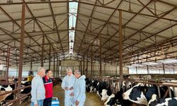 Balıkesir’de Büyükbaş Hayvanlar İçin Sonbahar Aşılaması Başladı! Ekipler Sahaya İndi