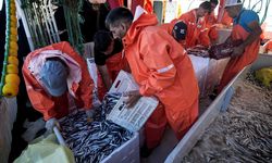 Balık Sezonu Hamsi Bereketiyle Başladı! Egeli Balıkçılar İlk Avdan Yüzleri Gülerek Döndü