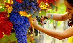 Avşa Adası’nda Bağbozumu Coşkusu Başlıyor! Coğrafi İşaretli Adakarası Üzümü İçin Festival Başlıyor!