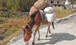 Mesut Akbıyık ağalık parasını peşin istedi! İzzet Tığlı katıra yükleyip götürecek...