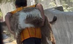 Yangında ilk kurtarılacak! Keçisini yangından kurtarmak için sırtında taşıdı