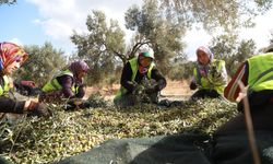 Burhaniye'de ilk hasat... Zeytinler toplandı, ilk zeytinyağı üretildi