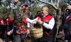 Ayvalık'ta Zeytin Hasadı Başladı! İlk Ürün Altınova'da Sıkıldı