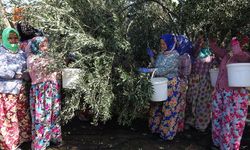 Balıkesir'de Zeytin Hasadı Öncesi Yevmiyeler Açıklandı! Günlük Ücretler 1.900 TL'ye Kadar Çıkıyor