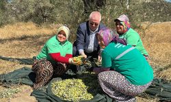 Edremit Zeytininde Sezonun İlk Rakamları Geldi: Verim Yüksek, Asit Oranı Sevindirdi!