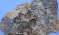Kütahya Tavşanlı Höyük'te Büyük Keşif: 4 Bin Yıllık Pati İzi Bulundu! Geçmişe Işık Tutan O An: