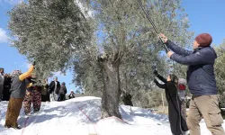 Zeytin hasadında yeni ücret tarifesi... İşte EZO'nun rakamları