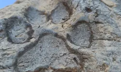 Kütahya'da 4 Bin Yıllık Pati İzleri Bulundu: Tunç Çağı'ndan Gündelik Hayata Dair Dikkat Çeken Ayrıntı Ortaya Çıktı!