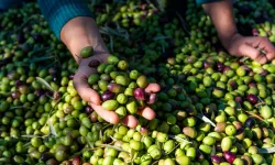 Ayvalık Zeytin Hasat Festivali 2026 Ne Zaman? Tarihler Değişti, Festival Programı Belli Oldu