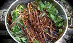 Ayahuasca Nedir? Kullanımı Yasak mı? Astral Seyahat İçin Mi Kullanılıyor?