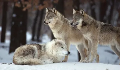 Hayvanseverlere Kötü Haber! Türkiye'de Beslenmesi Yasak Olan Hayvanlar Hangileri?