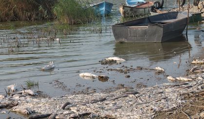 Manyas Gölü’nde Şok Eden Balık Ölümleri! Kıyılar Ölü Balıklarla Doldu