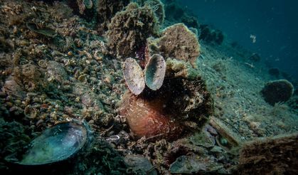 Marmara’da Umut Yeniden Filizleniyor: Bebek Pina Sayısı 10’a Ulaştı!