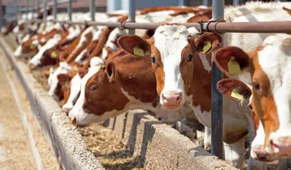 Türkiye'nin küçük ve büyükbaş hayvan varlığında son durum