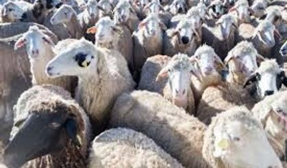 100 Koyun Desteği Başvuruları Başladı! Şehirde Yaşayanlar Dikkat: O Şartı Sağlayan Herkese 180 Bin TL Bakım Ödemesi