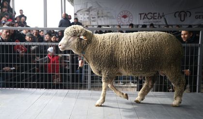 Bandırma’da Rekor Kıran Satış: Bir Koç Tam 1 Milyon 110 Bin TL’ye Alıcı Buldu!