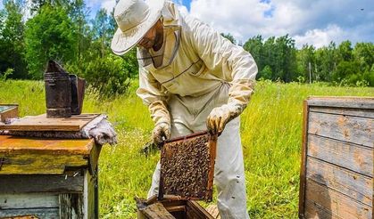 Balıkesir’den Arıcılara Büyük Müjde! 20 İlçede 1.914 Üreticiye %100 Hibeli Destek Başladı