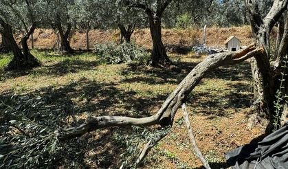Erdek'te 90 bin zeytin ağacı doğal afetten etkilendi! Hasar büyük...