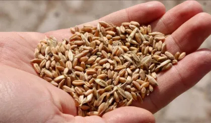 Balıkesir Büyükşehir Belediyesi'nde tohum ihalesi