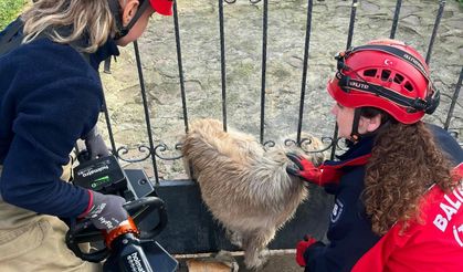 Balya’da kapı demirlerine sıkışan köpek kurtarıldı!