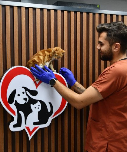 Balıkesir'de 1158 Can Dost Yeni Yuva Buldu
