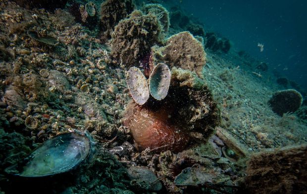 Marmara’da Umut Yeniden Filizleniyor: Bebek Pina Sayısı 10’a Ulaştı!