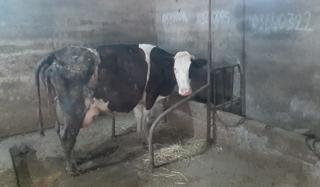 Balıkesir Susurluk’ta Olağanüstü Doğum: Bir İnek Tek Seferde 5 Buzağı Doğurdu!