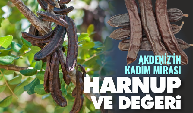 Akdeniz'in Kadim Mirası: Harnup ve Değeri