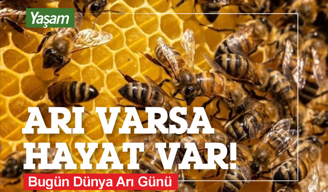 Bugün Dünya Arı Gürü: Arı Varsa Hayat Var!