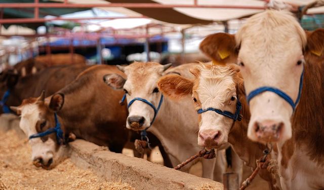 Balıkesir'de Kurbanlık Fiyatları Uçtu! Büyükbaş 250 Bin TL’yi Geçti