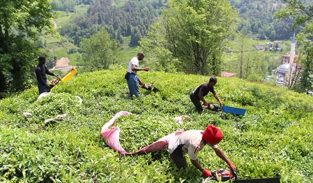 ÇAYKUR 1500 Mevsimlik İşçi Alacak! Başvurular Başladı, Kura Tarihi Açıklandı