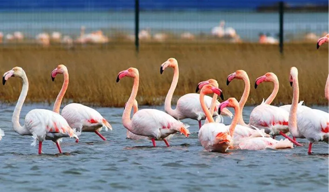 Balıkesir'in İkinci Kuş Cenneti Olmaya Aday! Flamingolar Geri Döndü