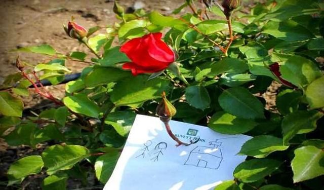Hıdırellez Ritüelleri... Gül Ağacı Dileği Nasıl Dileni̇r? Gül Ağacı Yoksa Ne Yapılır? İşte tüm detaylar...