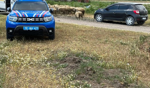 Manyas'ta Korkunç Ahır Yangını! 35 Küçükbaş Hayvan Telef Oldu
