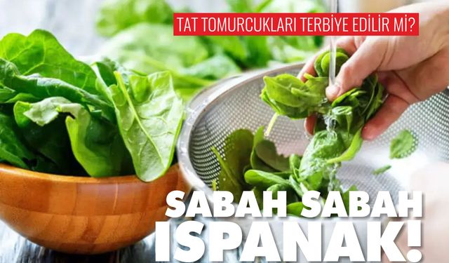 Sabah Sabah Ispanak Yemek!
