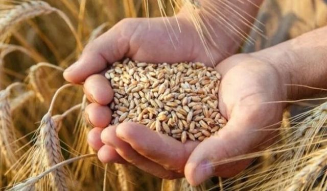 TMO Alımları Başlıyor! Buğday ve Arpa Alımı İçin Tarih Verildi!