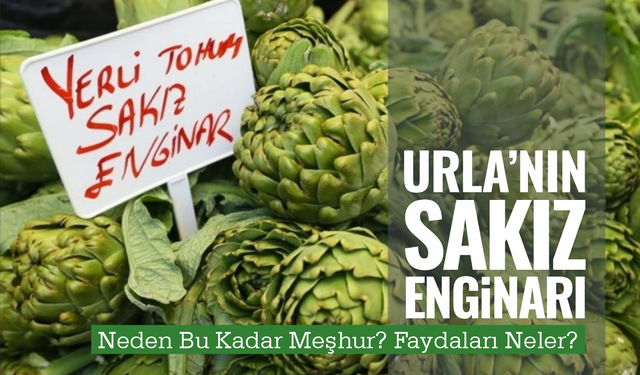 Urla’nın Sakız Enginarı Neden Bu Kadar Meşhur? Faydaları Neler?