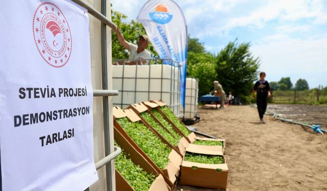 Marmara Adalar’da Tatlı Bir Başlangıç! Stevia Fidanları Toprakla Buluştu