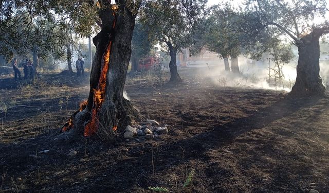 Ağaçlar İçin İçin Yandı! Edremit'teki Yangında 123 Ağaç Küle Döndü!