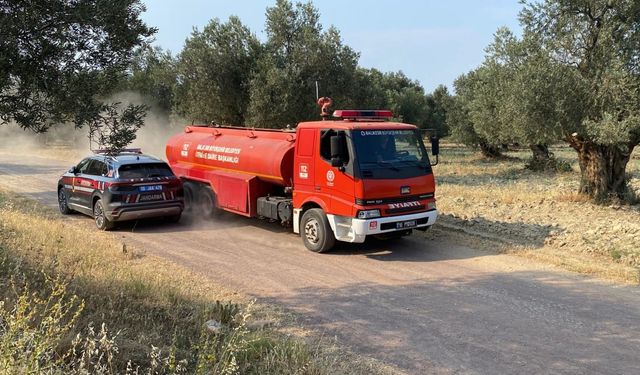 Ayvalık Mutlu Köy'de Zeytinlik Yangını!