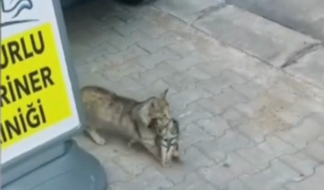 Yavrusunu Ağzında Taşıyıp Veterinere Getirdi