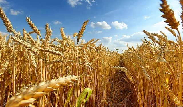 2025 Hububat Alım Fiyatları Belli Oldu! Hububat Alım Ödemeleri Ne Zaman Gerçekleştirilecek?