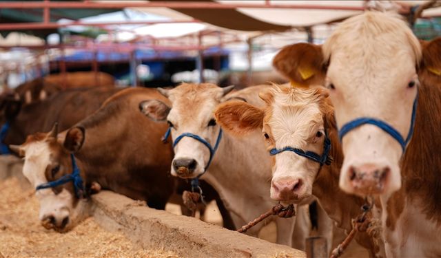 ESK, Satılamayan ve Karantinadaki Hayvanları Satın Alacak