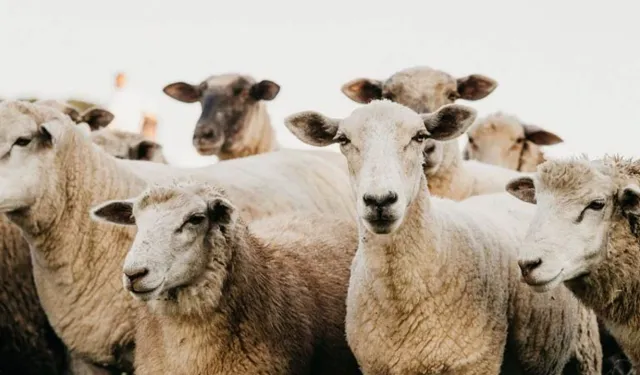 2026 Kurban Bayramı Tatili 9 Gün Olacak mı? Takvim Netleşti: İşte Tatil Planlarını Değiştirecek O Tarihler...