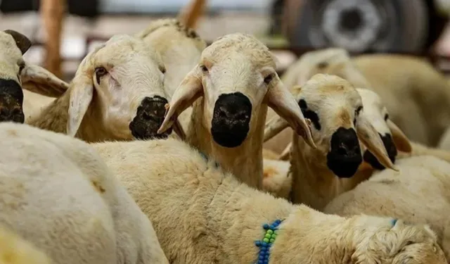 2026 Kurbanlık Fiyatları Belli Oldu! Büyükbaş ve Küçükbaş Ne Kadar? İşte Şehir Şehir Beklenen Rakamlar...