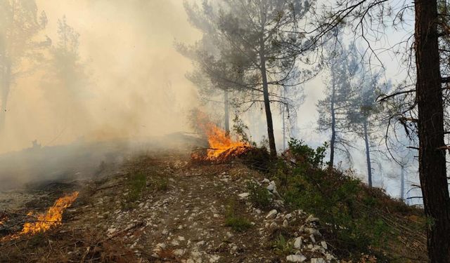 Son Dakika! Balıkesir Dursunbey’de Orman Yangını!