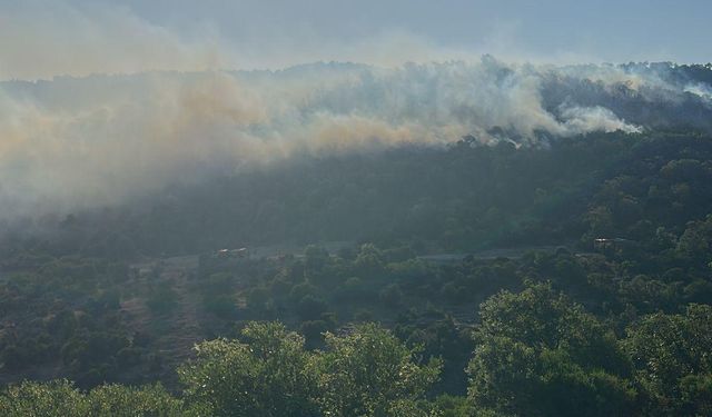 İvrindi Alev Alev Yanıyor! Balıkesir'de Korkutan Orman Yangını!