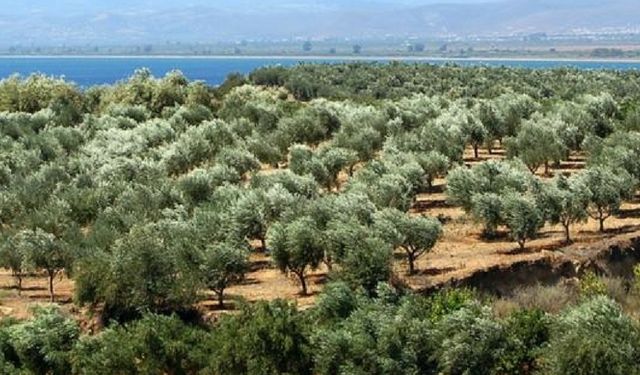 WWF-Türkiye’den Torba Yasa Uyarısı: Zeytinlikler, Ormanlar ve Kültürel Miras Tehlikede
