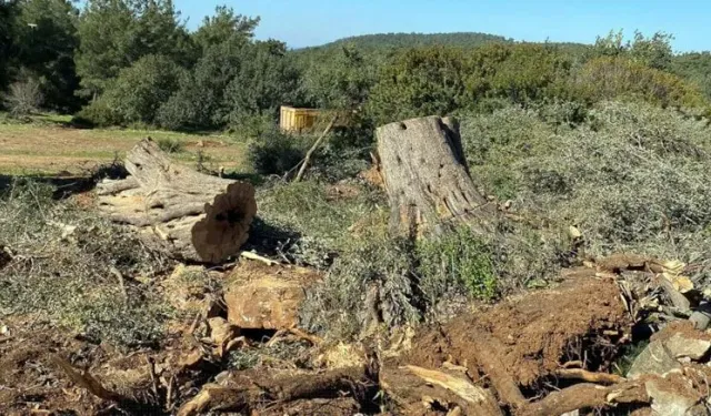 Zeytin Ağacı Yerinden Sökülürse Ne Olur?