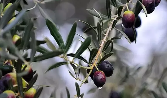 Zeytin Susar, Toprak Ağlar!